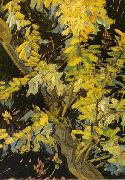 Vincent Van Gogh Blossoming Acacia Branches painting